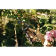 Foarfeca Fiskars Garden Pro P90, 230 mm, 270 g, Ø 26 mm 