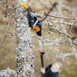 Foarfeca telescopica pentru pomi Fiskars UPX86, 5.5 m