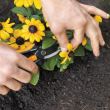 Foarfeca pentru flori Fiskars Solid SP14, 185 mm, 130 g
