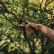 Foarfeca pentru gradina pas cu pas Fiskars Solid (P321)