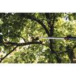 Foarfeca pentru pomi Fiskars UPX82, 3.3 m
