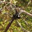 Foarfeca pentru pomi Fiskars UP84, 4 m